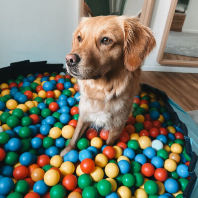 Tiergestützte Arbeit - Hündin Ava im Bällebad