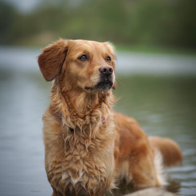 Tiergestützte Arbeit - Hündin Ava
